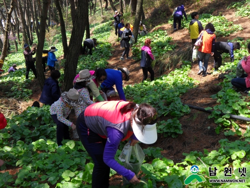 0422 축산과-유기농 곤달비 수확체험 인기 최고4.JPG