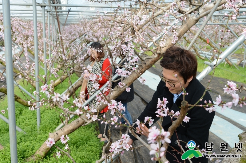 150224 금지 복사꽃4.JPG