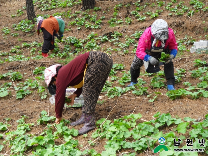 0406 축산과 - 쳔혜환경 지리산 친환경 유기농 노지곤달비 첫 수확1.JPG
