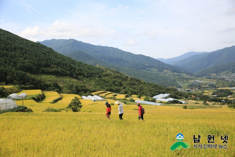 산내면 상황마을 다랭이논(지리산둘레길 3코스)3지리산 둘레길 다랭이논 누렇게 익어가는 황금들판을 연인끼리 친구끼리 여롭게 거닐고 있다.jpg