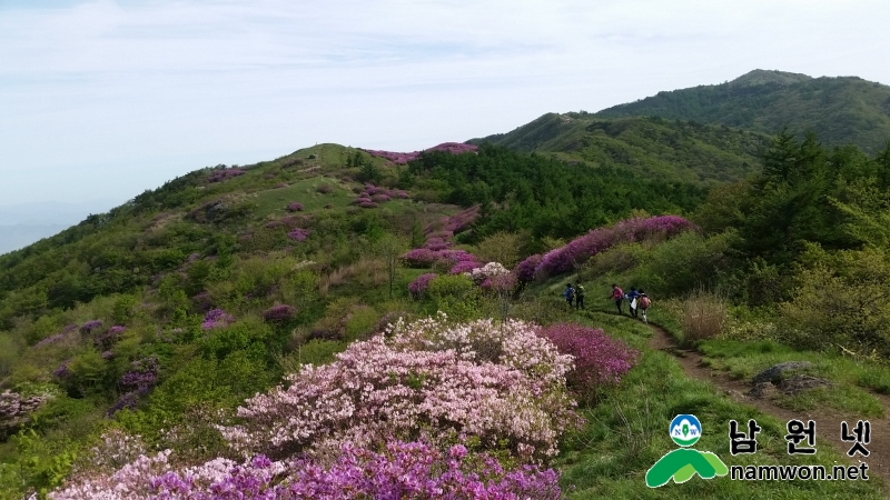 바래봉 철쭉군락지 일원 만개사진.jpg