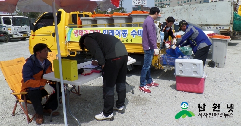 0412환경과-남원시 생태계교란 주범 외래어종 수매 주력1.JPG