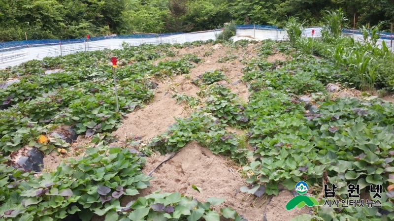 0801 환경과 - 야생동물 포획 전화 한 통이면 OK(농작물 피해).jpg