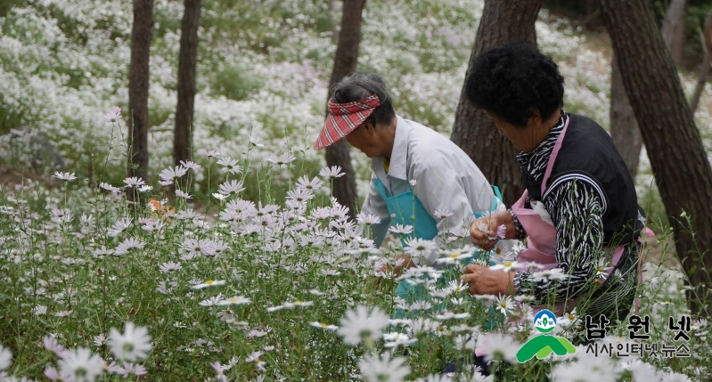 0705 경제과 - 지리산구절초, 황치마을 등 행자부 마을기업 공모사업 선정(구절초 만개).JPG