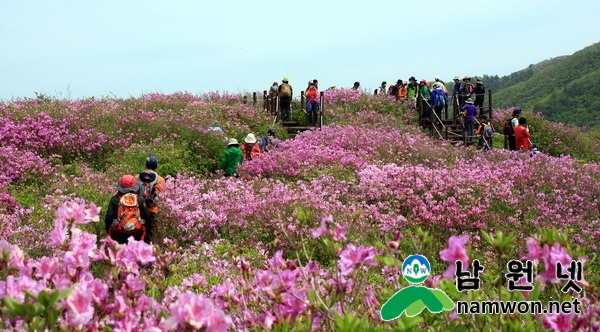 0421 운봉읍 - 지리산의 연분홍빛 향연 운봉 바래봉 철쭉제 (1).jpg