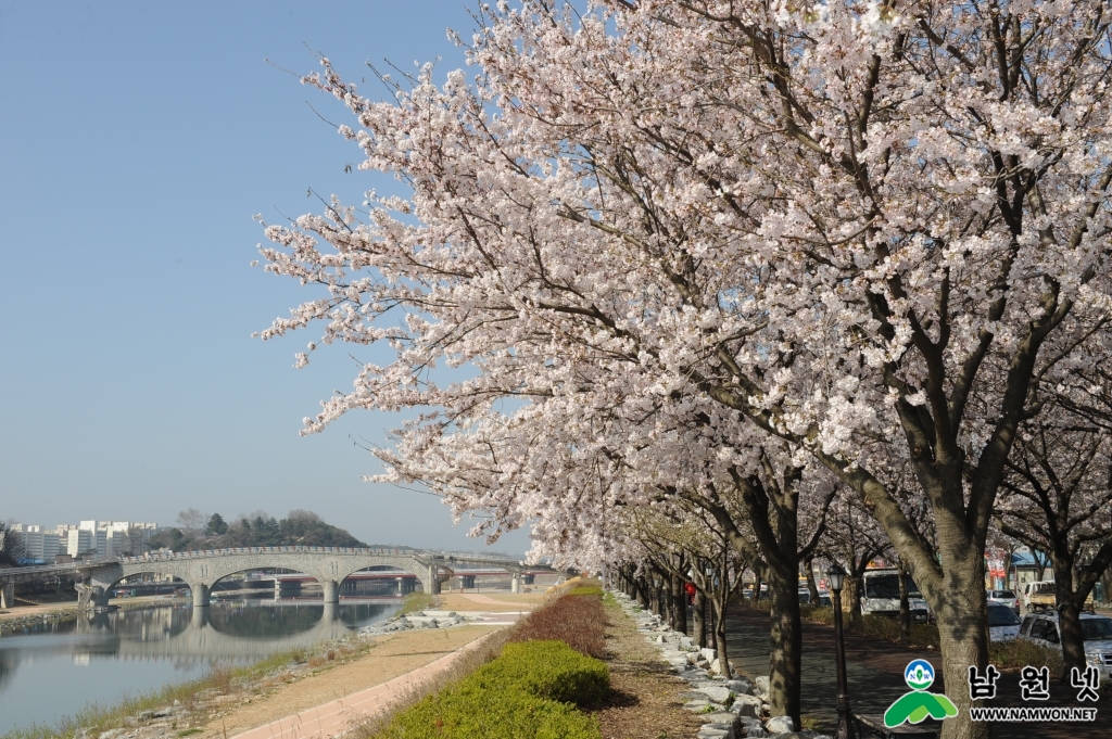 1219 산림과 - 요천강 100리길에 아름다운 숲길을 만든다(요천 벚꽃길).JPG