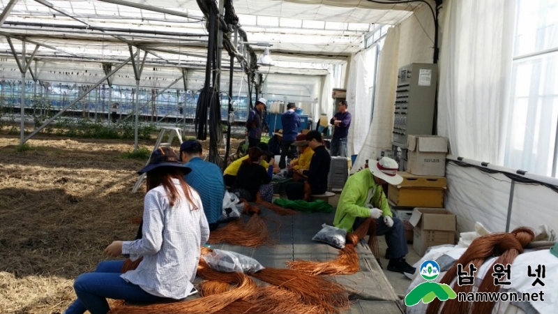 0513 수지면 - 주민복지과와 수지면 멜론 재배 농가 일손 도와 (1).jpg