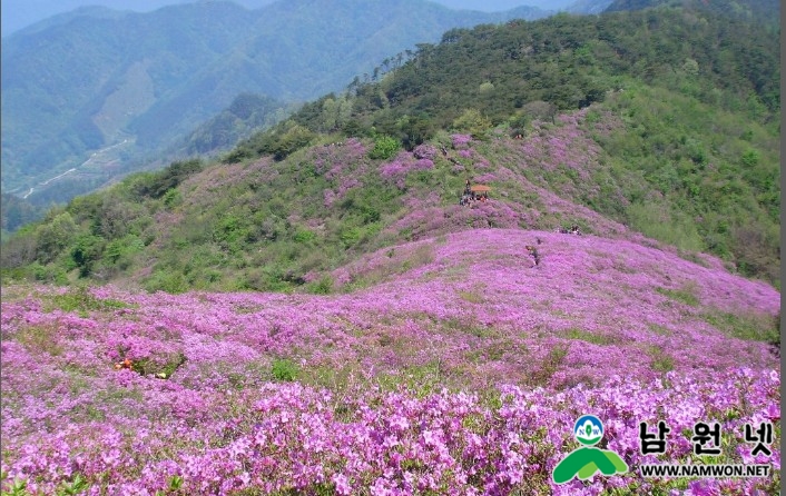 봉화산철쭉.jpg