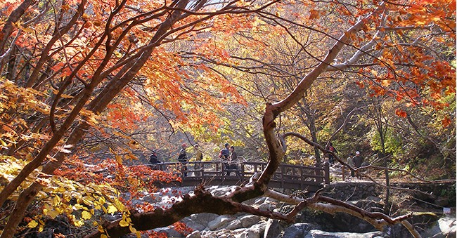 뱀사골단풍.jpg