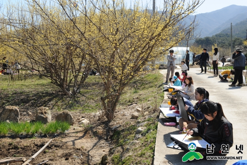 0324 주천면 - 지리산 둘레권역 산수유꽃 축제 28일 개최5.JPG