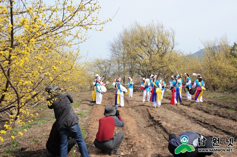 0324 주천면 - 지리산 둘레권역 산수유꽃 축제 28일 개최2.JPG