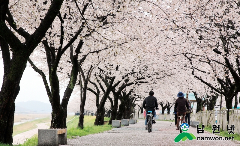 0330 산림과 환경사업소 - 탐방객 유혹하는 남원의 봄(요천100리길 자전거 라이더) (4).jpg