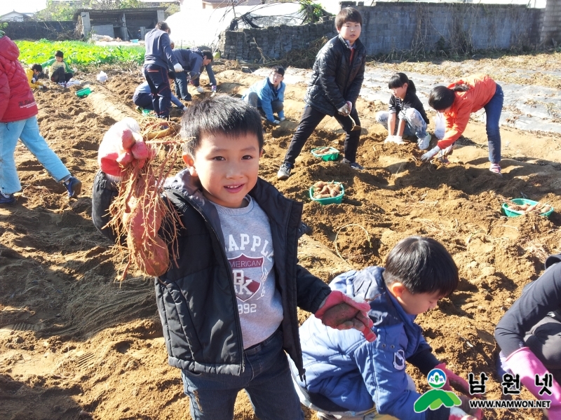 121105 금지용전 정보화마을 고구마 캐기 체험 활기 가득1.jpg