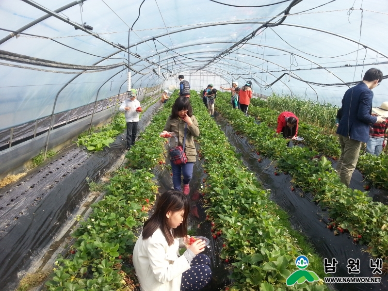 0310 홍보전산과 - 용전정보화마을 선도마을로 지정(딸기수확 체험).jpg