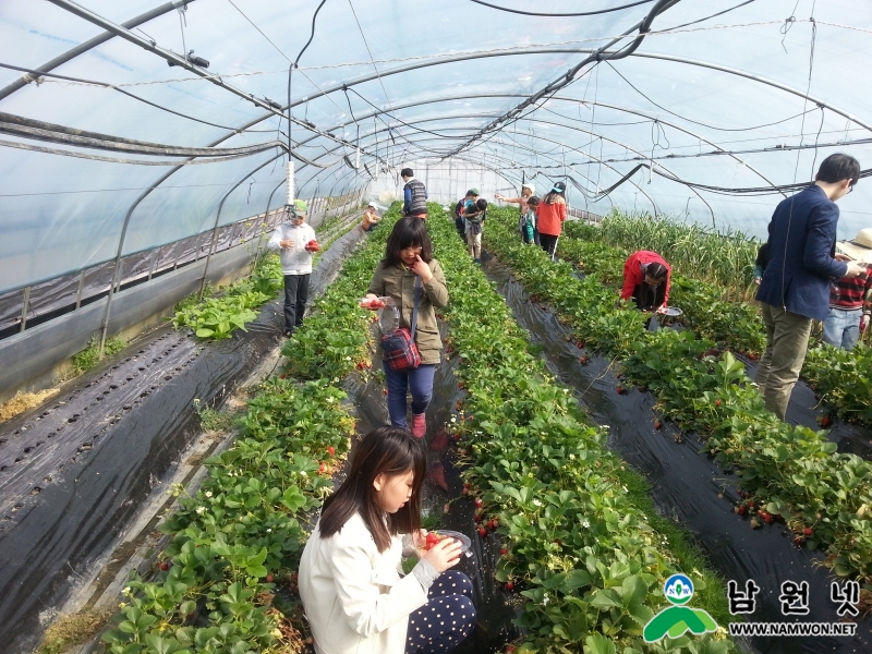 0310 홍보전산과 - 용전정보화마을 선도마을로 지정(딸기수확 체험).jpg