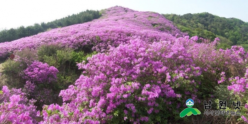 0502아영면-제23회 흥부골 봉화산 철쭉제1.jpg