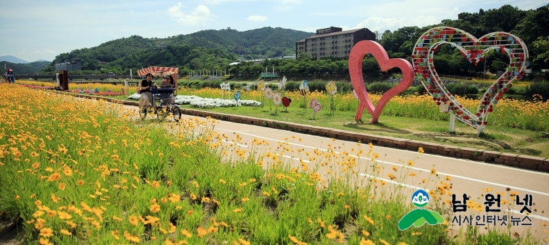 산림과-노랗게 물든 요천 곷단지 관광명소로 부각4.jpg