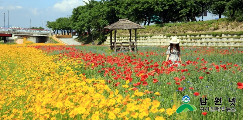 산림과-노랗게 물든 요천 곷단지 관광명소로 부각1.jpg