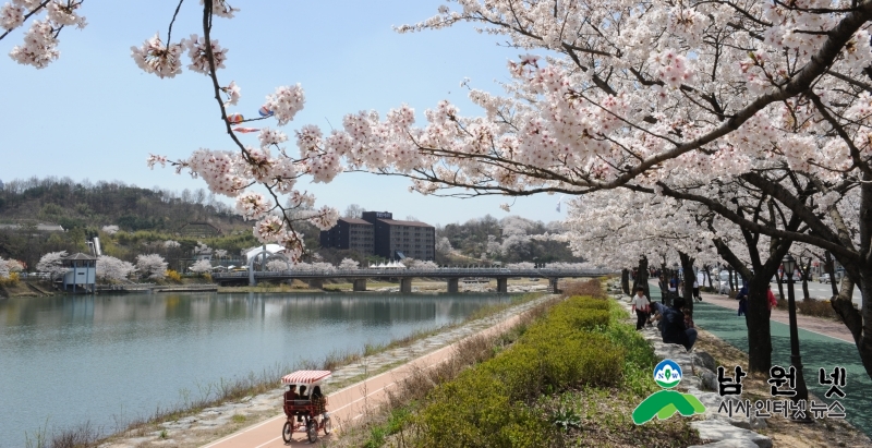 0402춘향제전위원회-벚꽃로맨스와 함께 춘향제 미리 즐기기1.JPG
