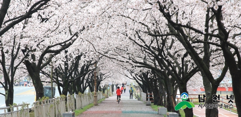 0402춘향제전위원회-벚꽃로맨스와 함께 춘향제 미리 즐기기2.jpg