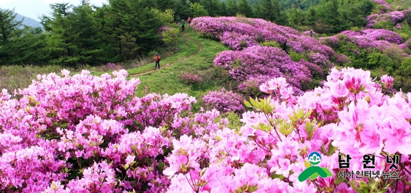 0320홍보전산과-남원에서봄과함께하는꽃의향연12(바래봉철쭉 (5).jpg