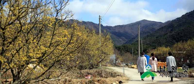 0320홍보전산과-남원에서봄과함께하는꽃의향연7(주천용궁산수유 (14).jpg