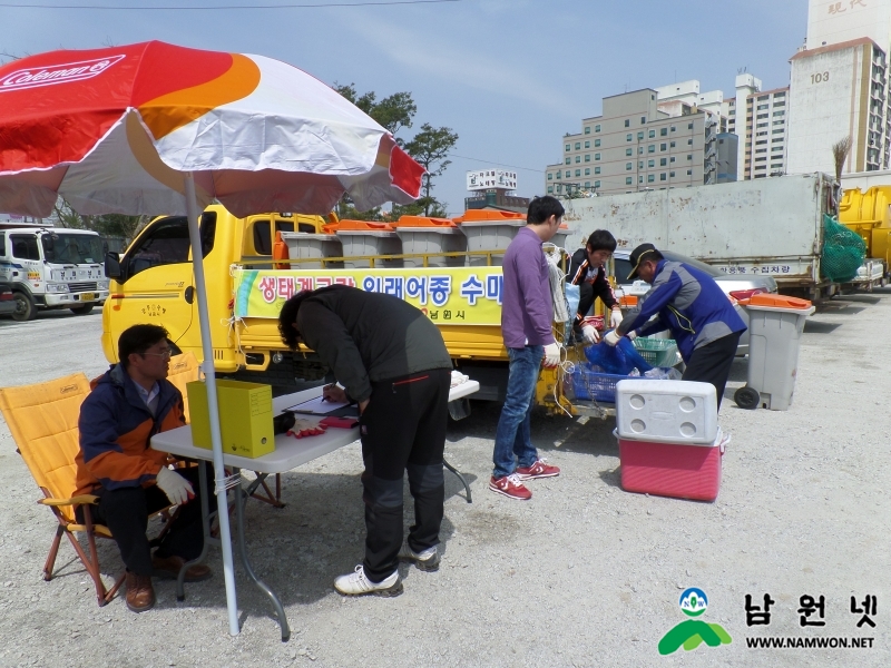 0414 환경과- 생태계교란 외래생물 퇴치(외래어종 수매)2.jpg