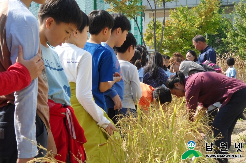 1008 축산과 - 서울 학교방문 친환경 벼 수확체험 최고 인기 (2).JPG