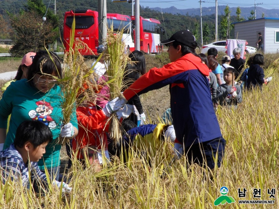 1027 부산 도시민 전국 최고의 친환경쌀 생산현장 벼수확 체험3.JPG