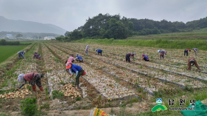 0617%20원예허브과%20-%20남원양파%20본격%20수확.jpg