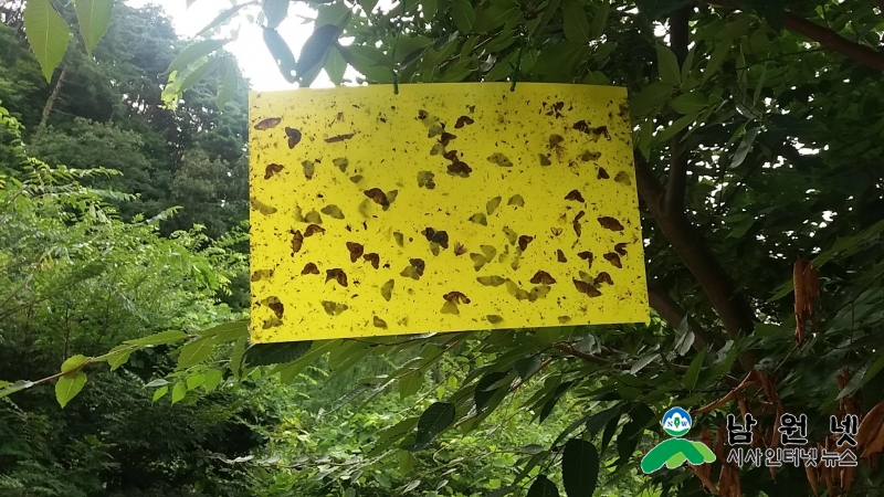 0820 갈색날개매미충 성충기방제(8월 13~23일까지)  (1).jpg