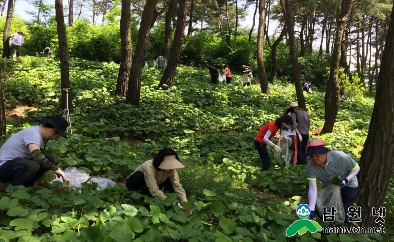 0531 기획실 - 주천면 곤달비 농가 찾아 일손돕기 나서 (2).jpg