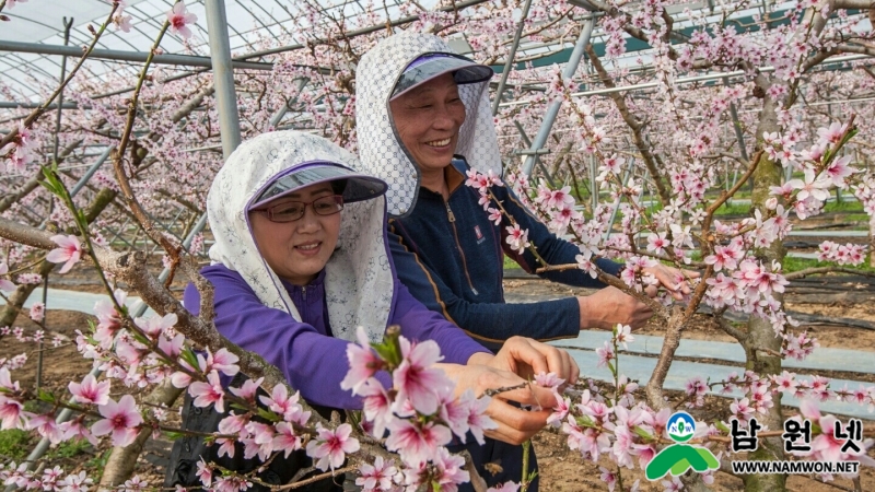 0223 농업기술센터 - 우수 절기에 만개한 복사꽃0.jpg