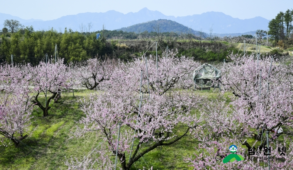 0407 원예산업과-남원 춘향골 명품 복숭아 복사꽃 절정 (2).jpg