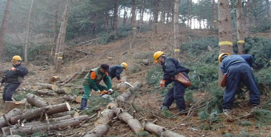 0212산림과-정책숲가꾸기사업 추진1.jpg