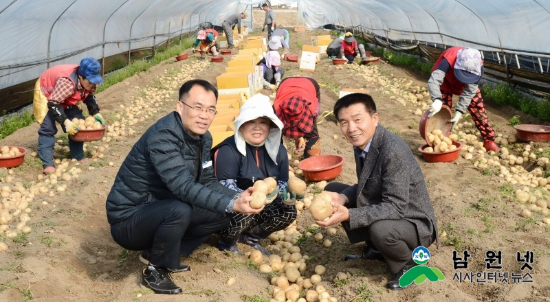 0213현장지원과,금지면-정성과 사랑으로 재배한 춘향골 햇감자납시오3(겨울을 이겨낸 춘향골 햇감자를 금지면 시설하우스속에서 수확하고 있다3).jpg