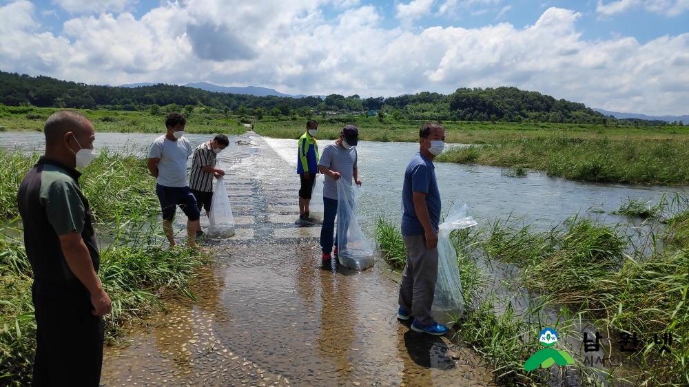 0716 축산과-민물의 제왕 쏘가리 치어 요천에 방류 (3).jpg