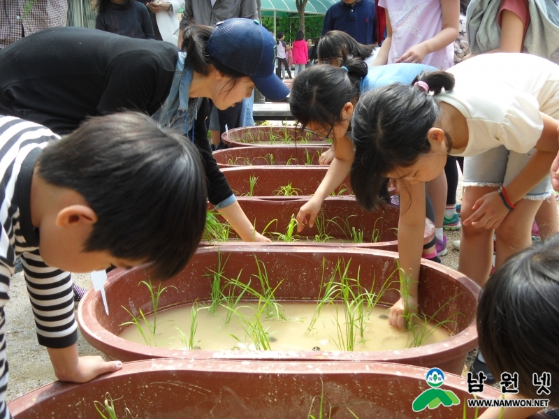 0515 축산과 - 서울 학교에서 진행하는 친환경 모내기체험 2.JPG