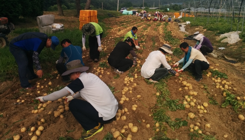 0704 농촌진흥과 - 농업인과 동고동락 일손돕기로 땀 흘리는 농민상담소장.jpeg