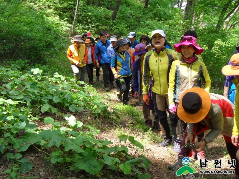 0518 축산과 - 황무지에서 진주를 캔 친환경 유기농곤달비4.JPG