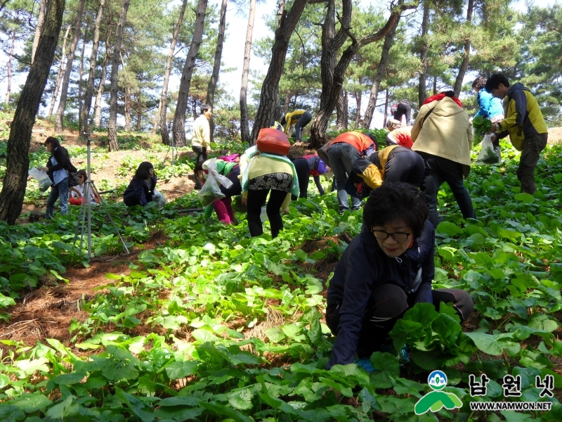 0422 축산과-유기농 곤달비 수확체험 인기 최고2.JPG