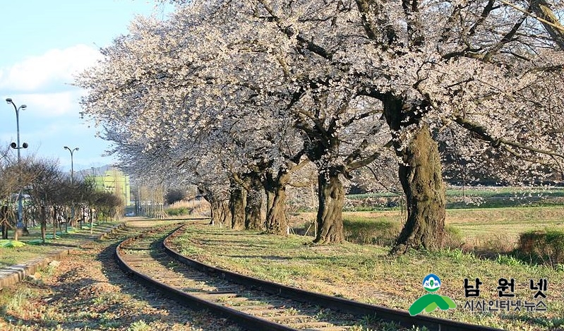 0403농촌활력과-벚꽃 흐드러진 서도역으로 봄소풍 오세요2.jpg