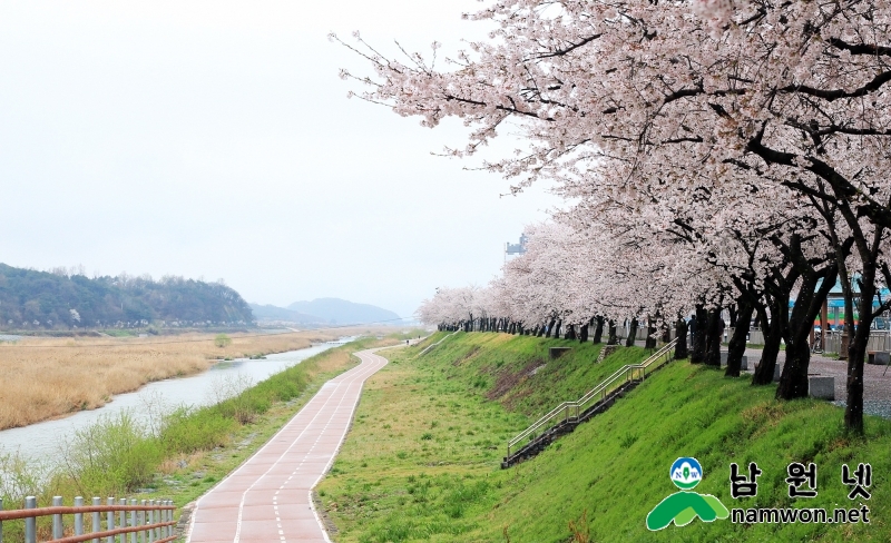 0330 산림과 환경사업소 - 탐방객 유혹하는 남원의 봄(요천100리길 자전거 라이더) (5).jpg