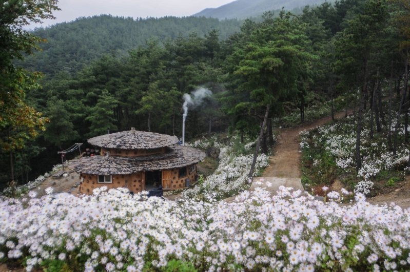 구절초가 만개한 갤러리 주변.JPG