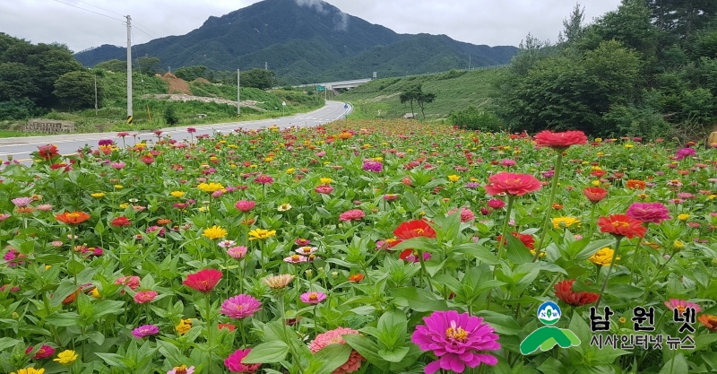 0709산동면-송글송글 땀방울로 피어난 백일홍1.jpg