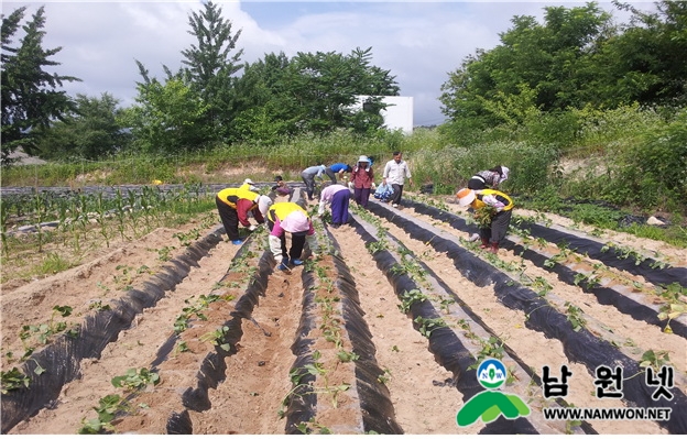 0622 덕과면 - 사랑나눔 고구마재배에 구슬땀.jpg