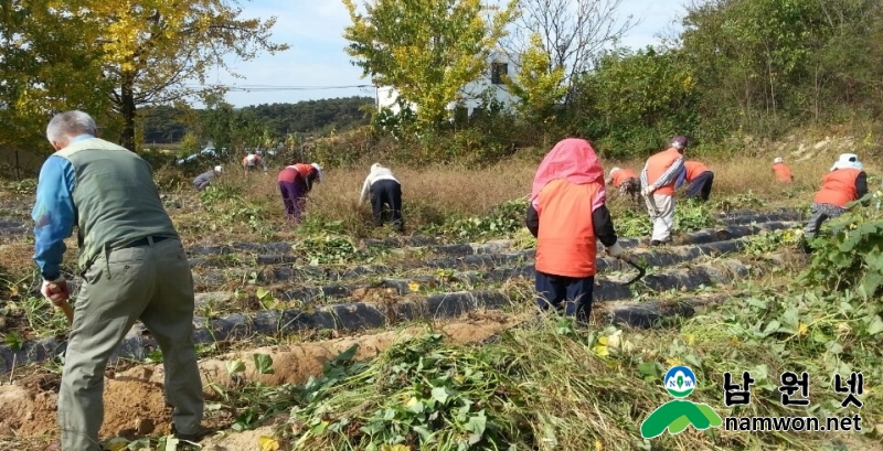 1106 덕과면 -사랑나눔 고구마 어려운 이웃에 전달 (2).jpg