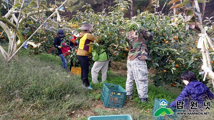 1107 도통동 총무과 직원과 감수확작업에 팔 걷고 나서1.jpg