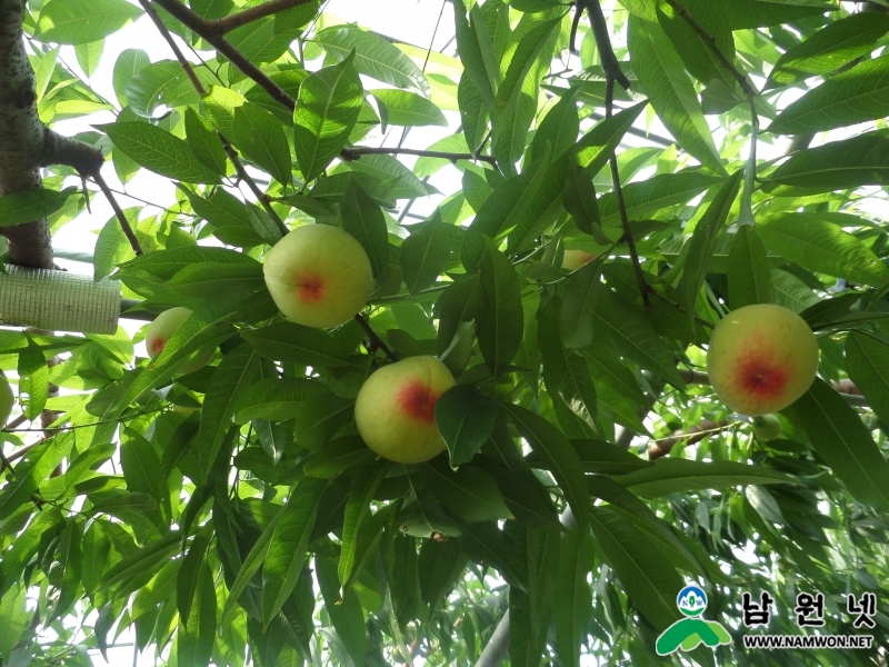 0526 금지면 - 춘향의 향기로움과 달콤한 사랑이 배어나는 춘향골복숭아 본격 출하(김영곤)2.JPG