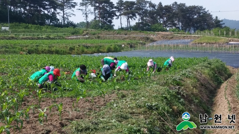 0520 향교동 - 향교동 새마을남녀지도자 사랑의 옥수수 재배.jpg